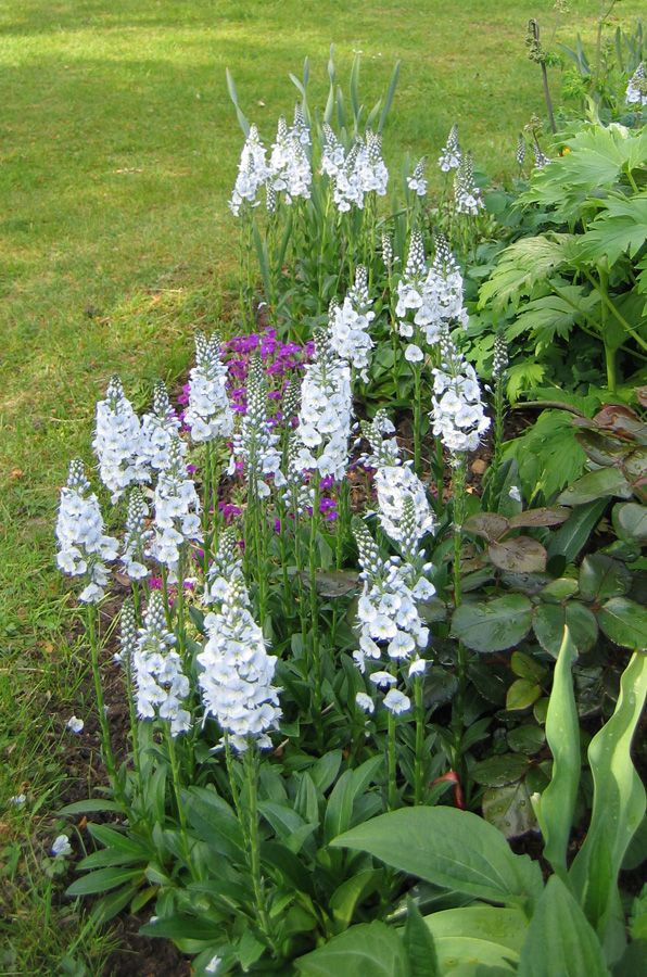 Veronica Gentianoides Little Blues - Гинциановидно великденче, Вероника тинтявова (1540)